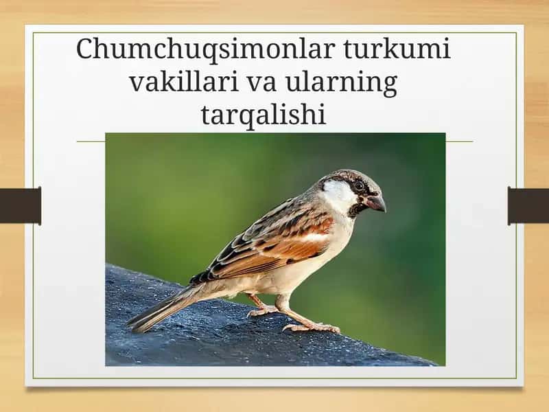 Chumchuqsimonlar turkumi vakillari va ularning tarqalishi 1