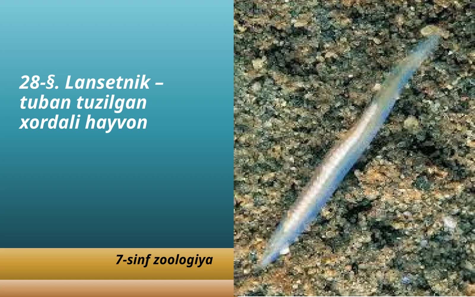 Lansetnik – tuban tuzilgan xordali hayvon 1