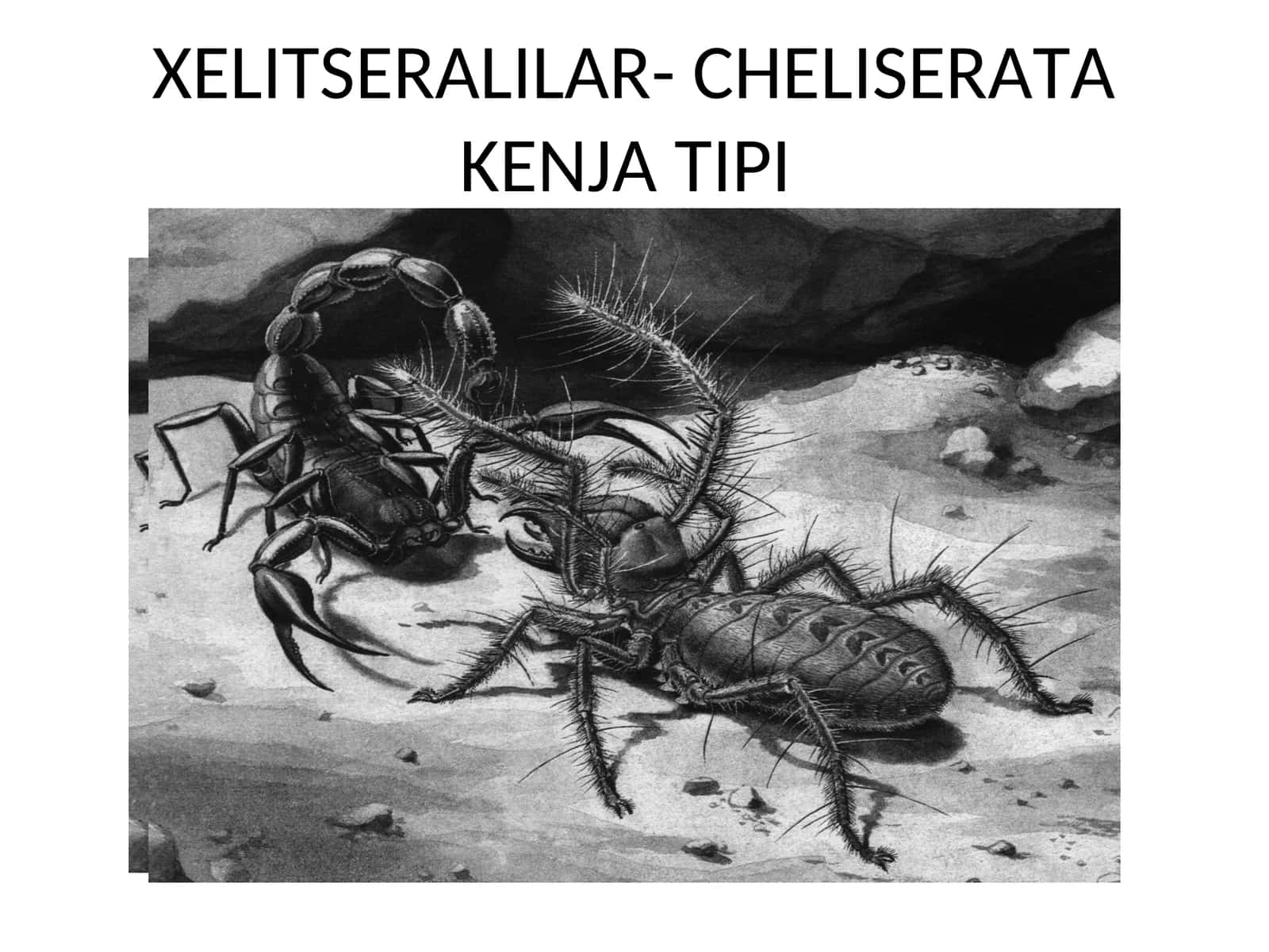 XELITSERALILAR- CHELISERATAKENJA TIPI 1
