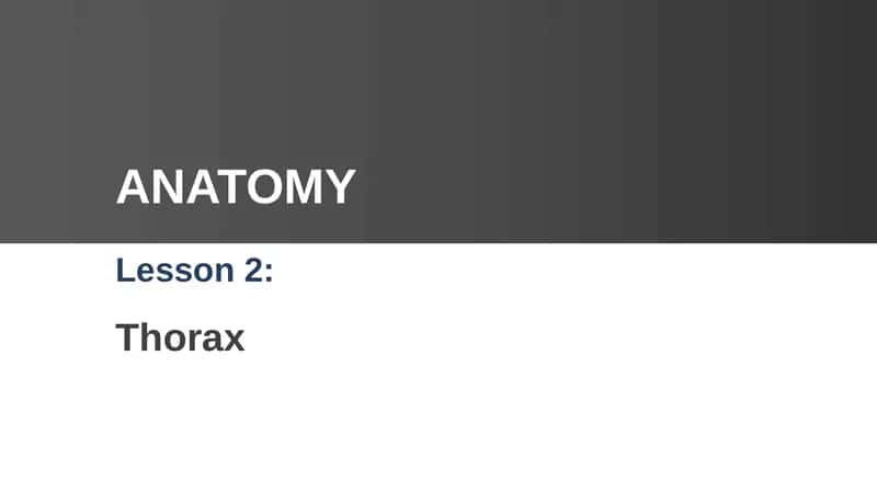 Thorax Anatomy 1