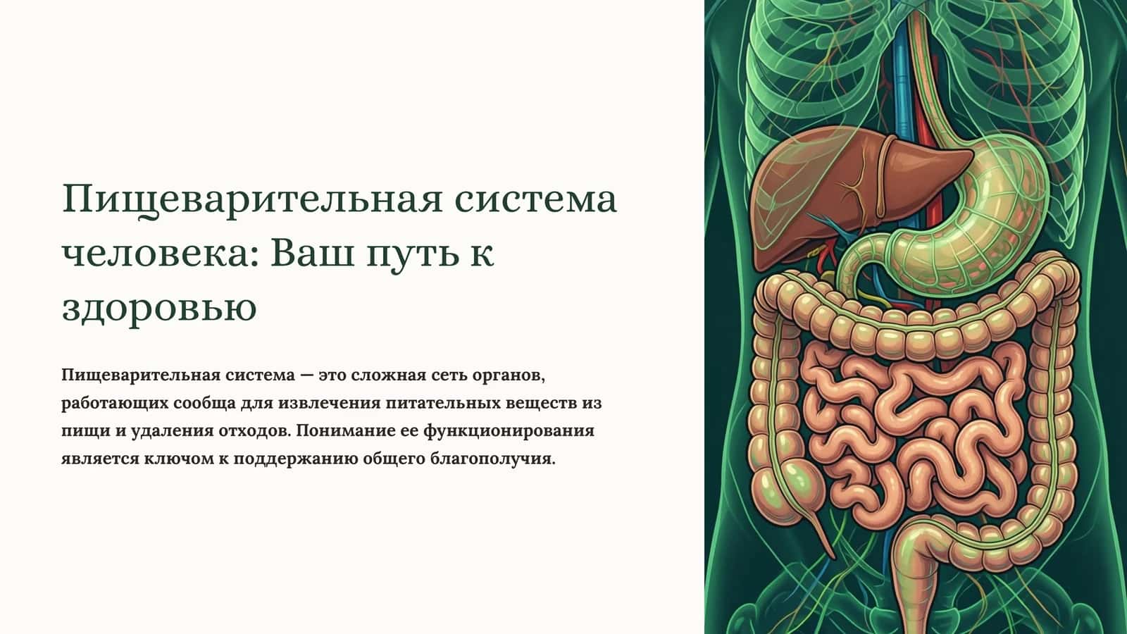 Пищеварительная система человека: Ваш путь к здоровью 1