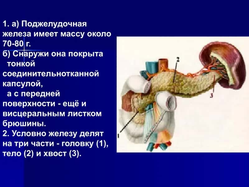 Поджелудочная железа 1