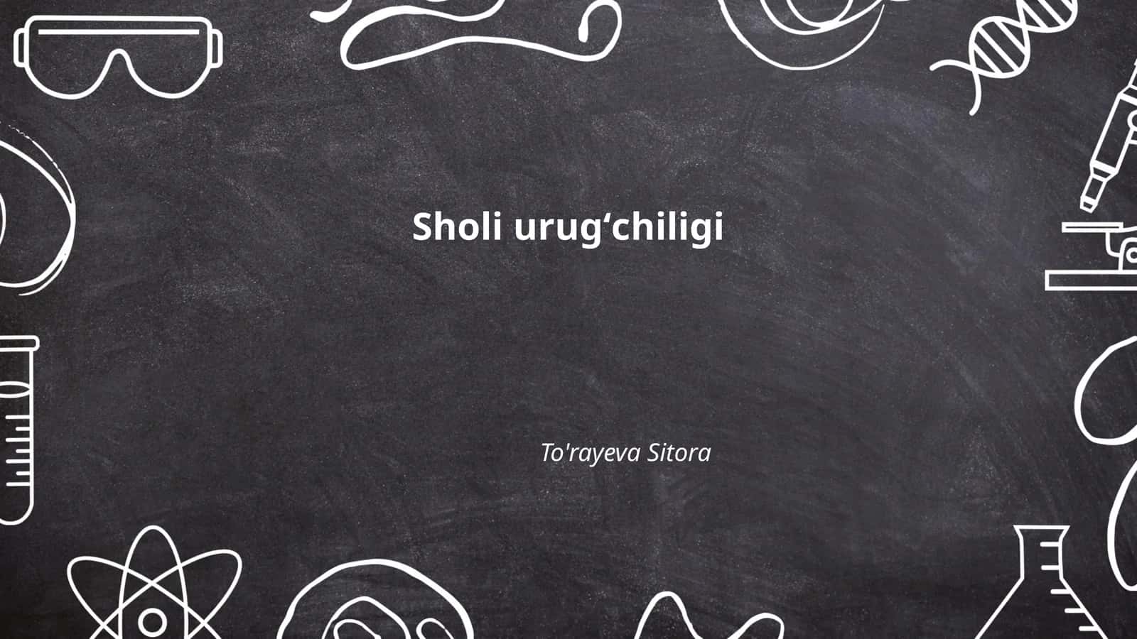 Sholi urugʻchiligi 1