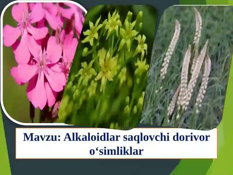 Alkaloidlar saqlovchi dorivor o‘simliklar