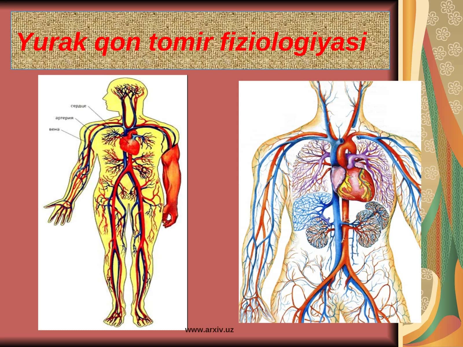 Yurak qon tomir fiziologiyasi 1