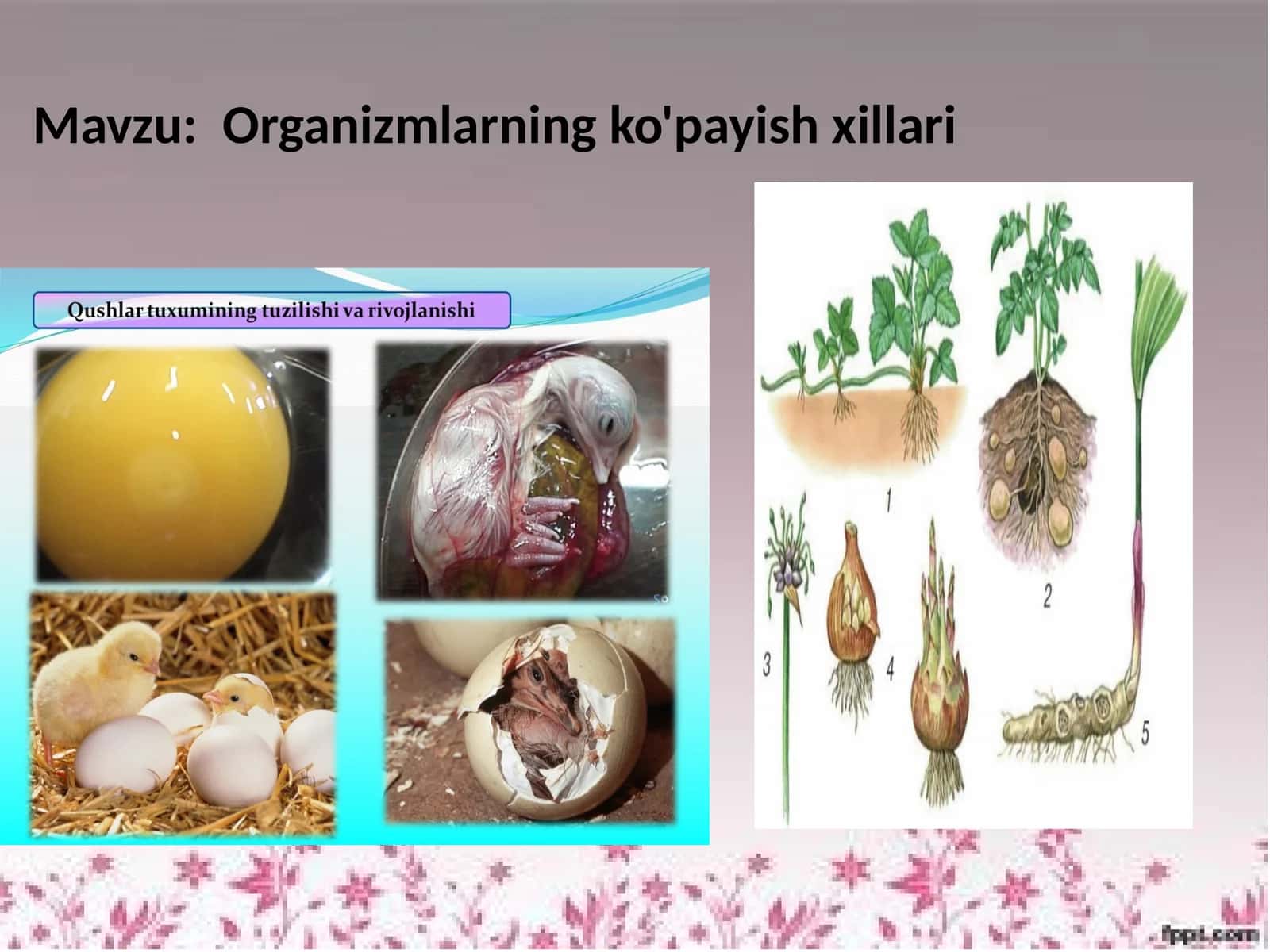Organizmlarning ko'payish xillari 1