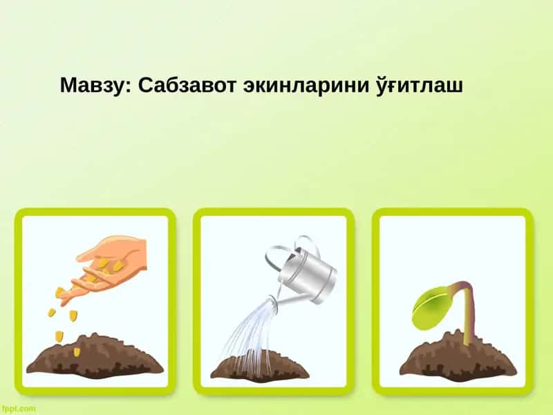 Сабзавот экинларини ўғитлаш 1