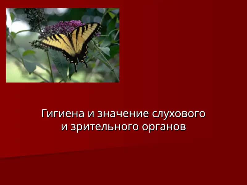 Гигиена и значение слухового и зрительного органов 1