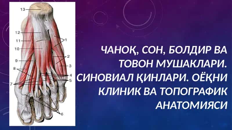 Чаноқ, сон, болдир ва товон мушаклари 1