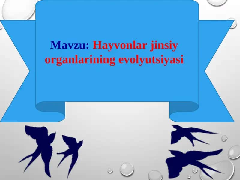 Hayvonlar jinsiy organlarining evolyutsiyasi 1