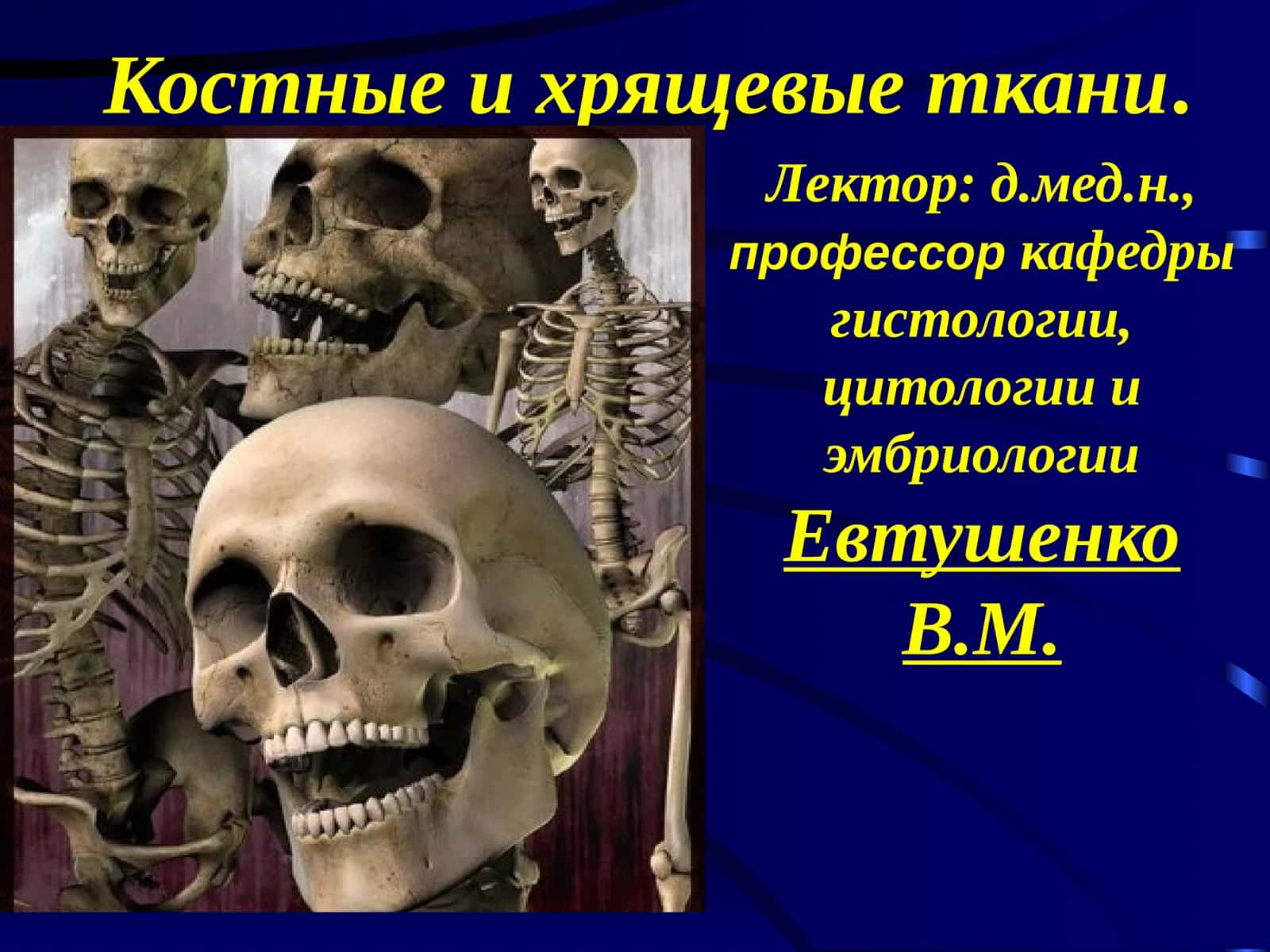 Костные и хрящевые ткани 1