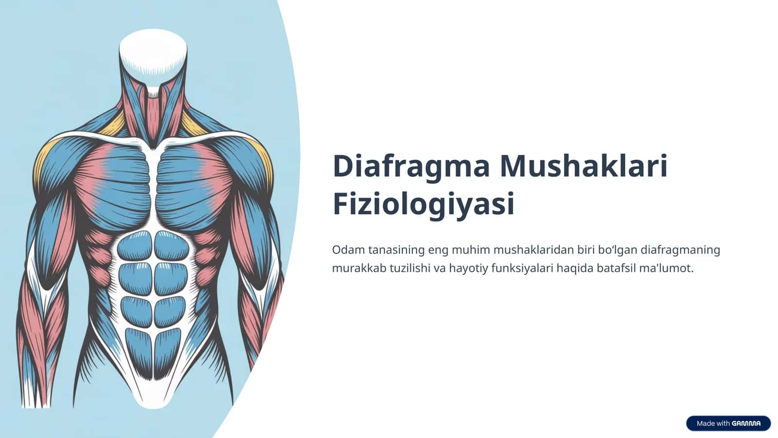 Diafragma Mushaklari Fiziologiyasi 1