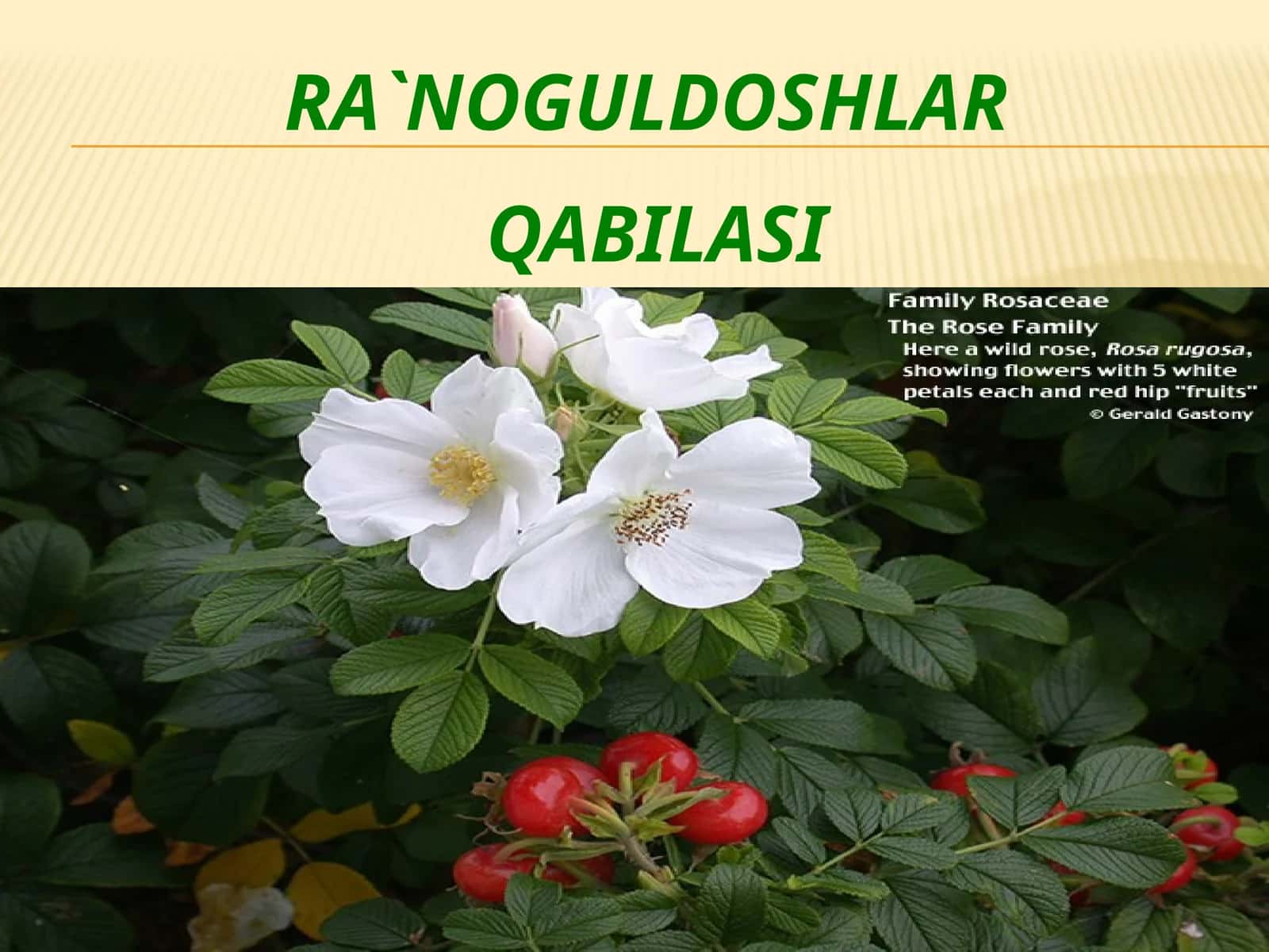 RA'NOGULDOSHLAR QABILASI 1