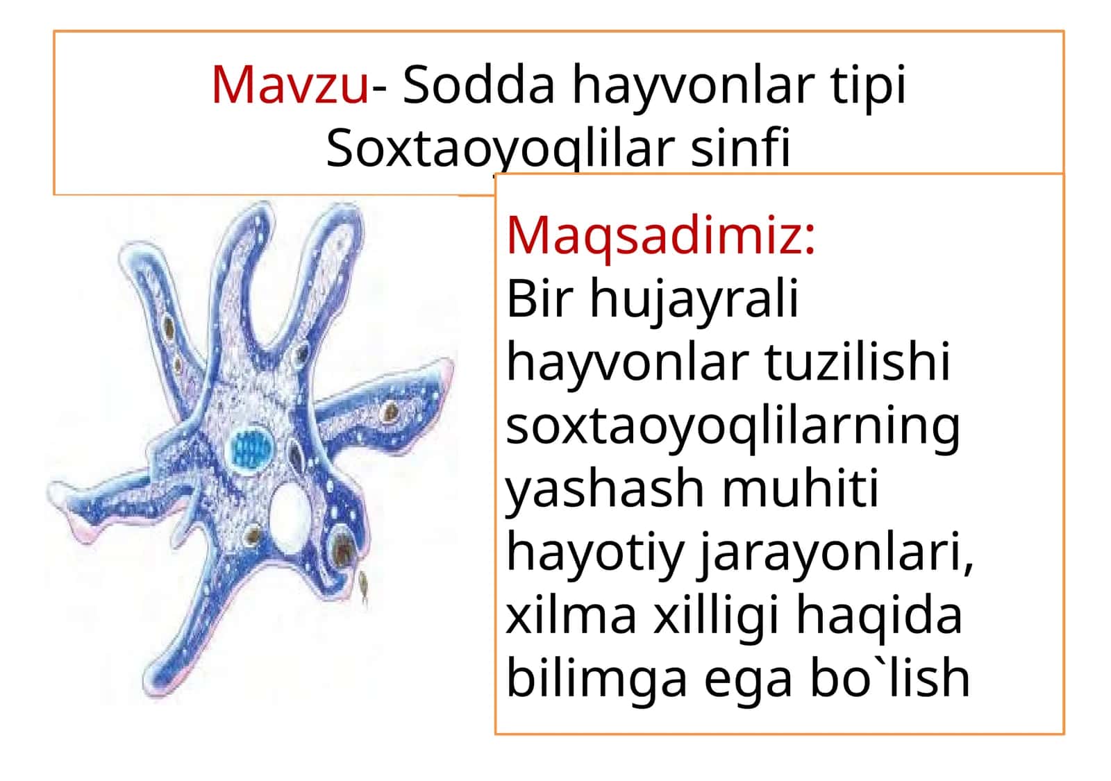 Soxta oyoqlilar sinfi 1