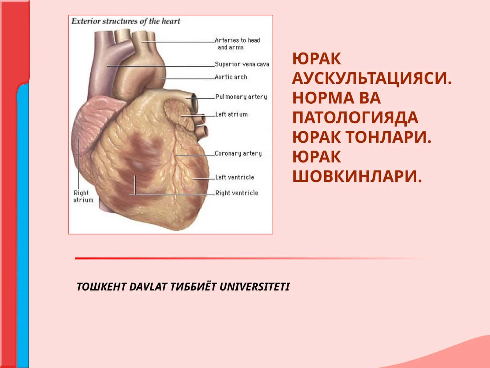 ЮРАК АУСКУЛЬТАЦИЯСИНИНГ АСОСИЙ КОИДАЛАРИ 1