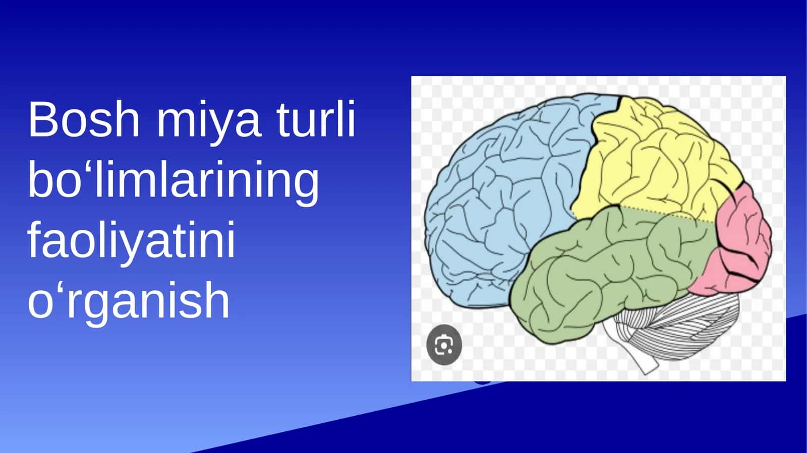 bosh miya turli boʻlimlarining faoliyatini oʻrganish prezintatsiya 1