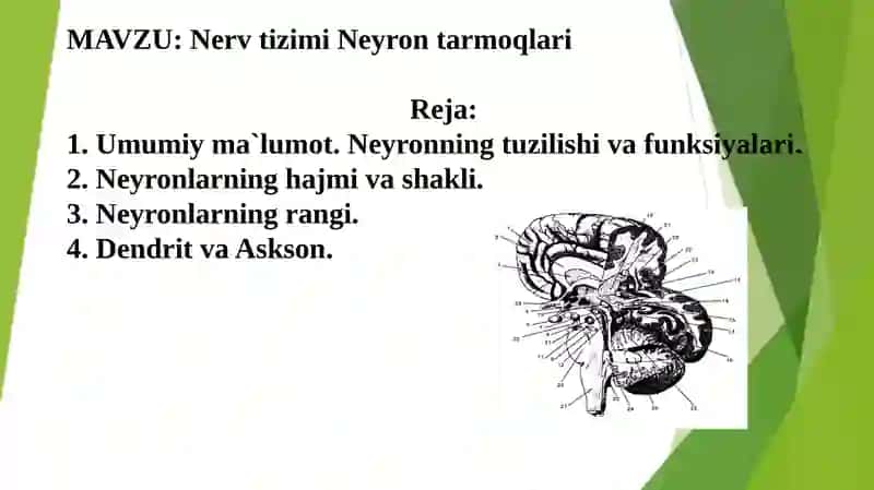 Nerv tizimi Neyron tarmoqlari