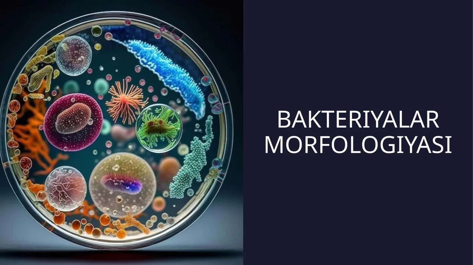 Bakteriyalar morfologiyasi (taqdimot) 1
