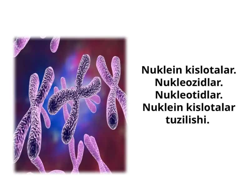 Nuklein kislotalar. Nukleozidlar. Nukleotidlar. Nuklein kislotalar tuzilishi. 1