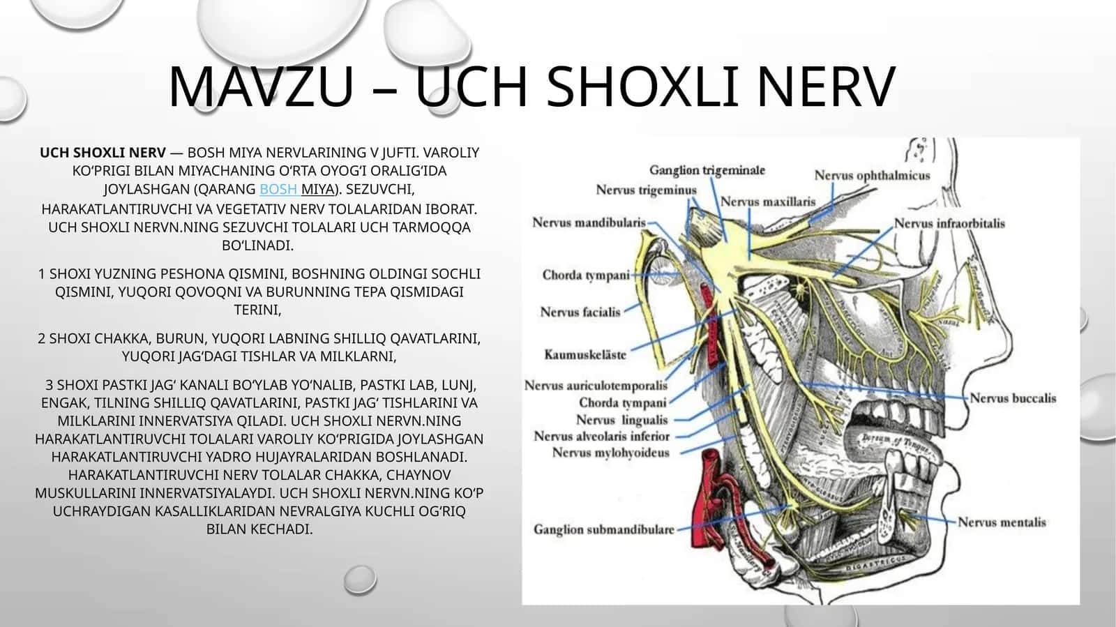 Uchshoxlinerv 1