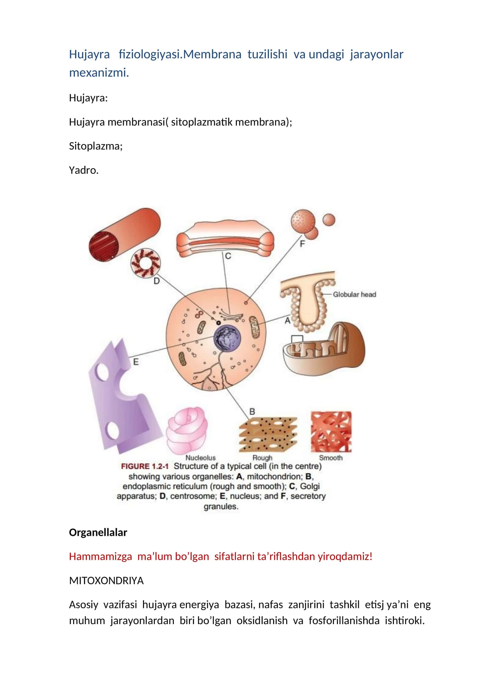Hujayra fiziologiyasi 1