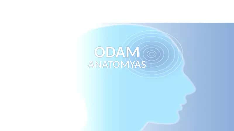 ODAM ANATOMYASI 1