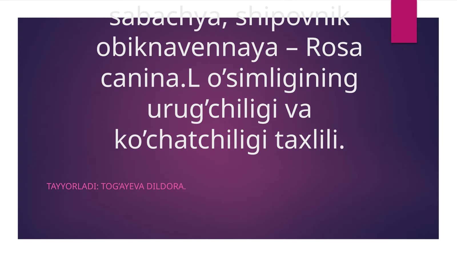 Itburunna’matagi, rosa, sabachya, shipovnik obiknavennaya– Rosa canina.L 1