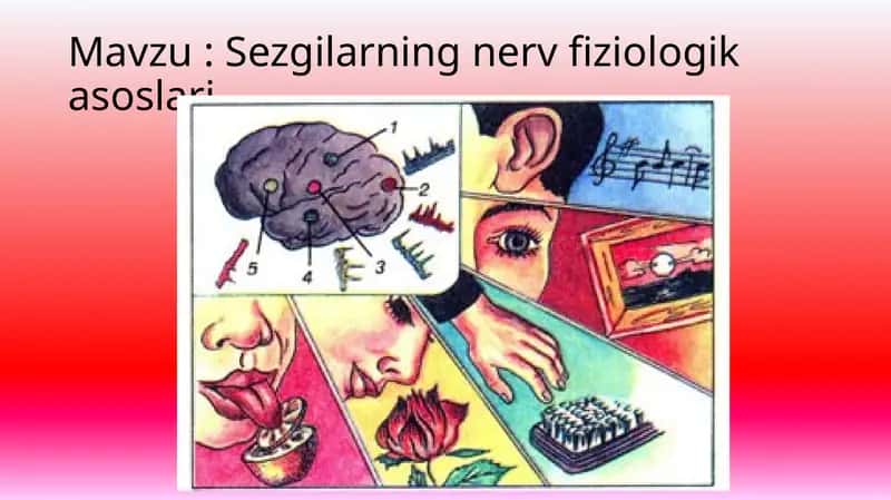 Sezgilarningnervfiziologikasoslari 1