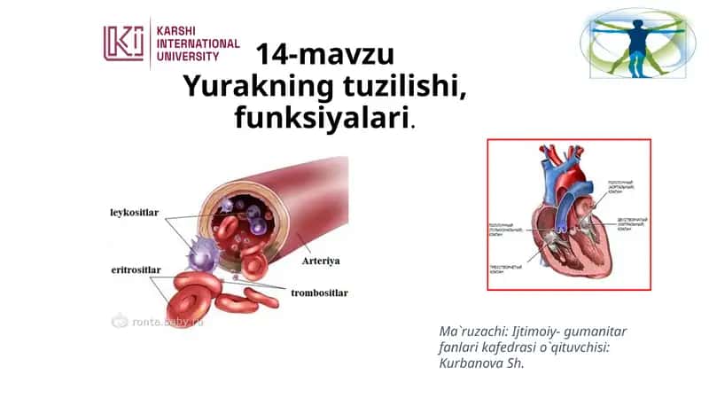 14-mavzu Yurakning tuzilishi, funksiyalari 1