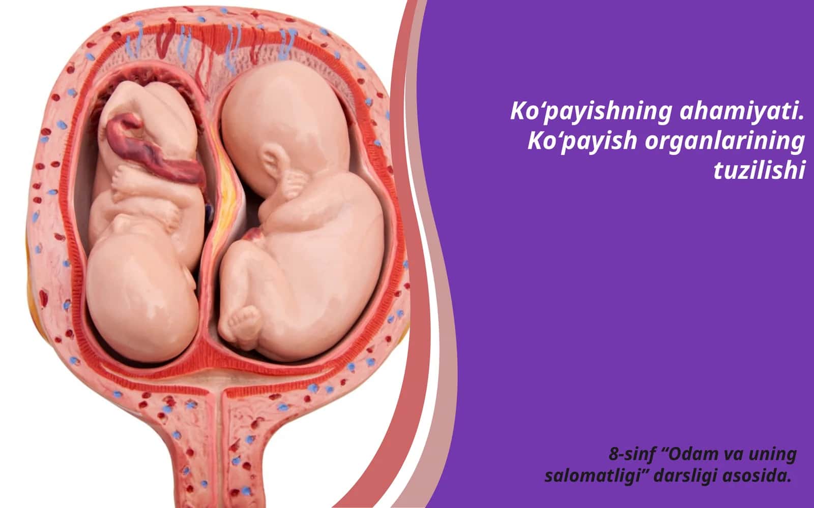 Ko‘payishning ahamiyati. Ko‘payish organlarining tuzilishi 1