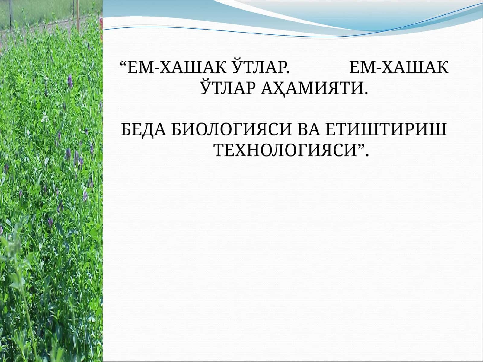 ЕМ-ХАШАК ЎТЛАР. ЕМ-ХАШАК ЎТЛАР АҲАМИЯТИ 1