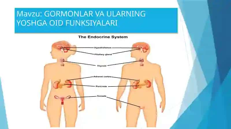 GORMONLAR VA ULARNING YOSHGA OID FUNKSIYALARI