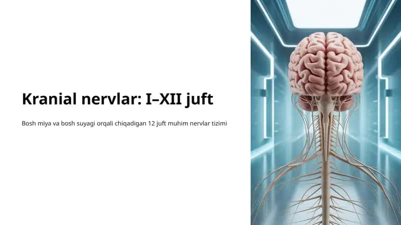 Kranial nervlar: I–XII juft 1