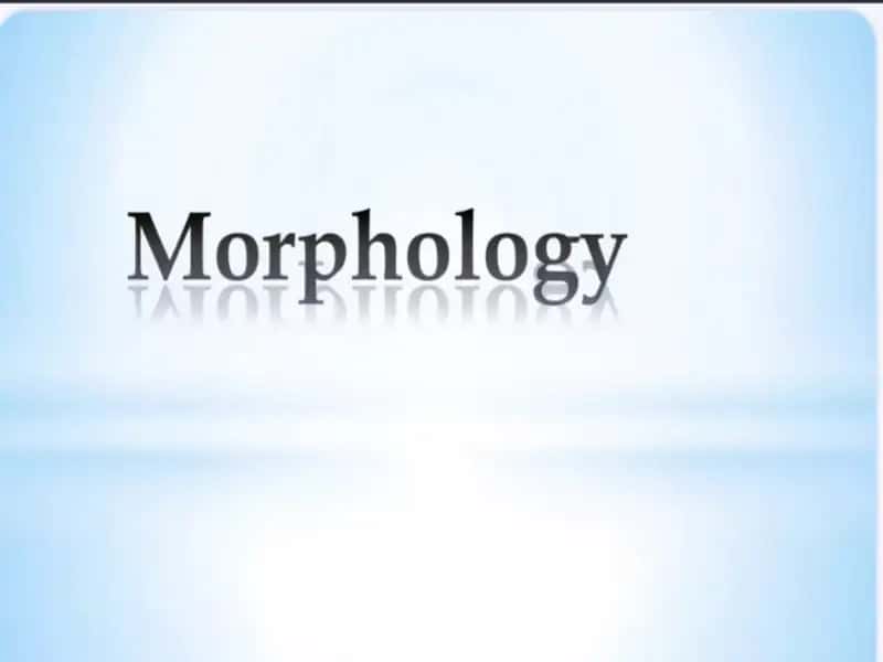 Morphology 1