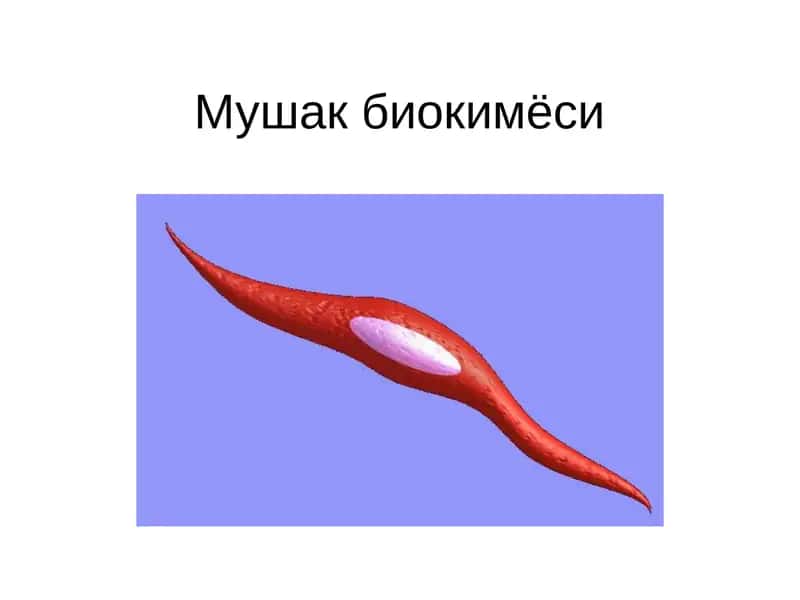 Мушак биокимёси 1
