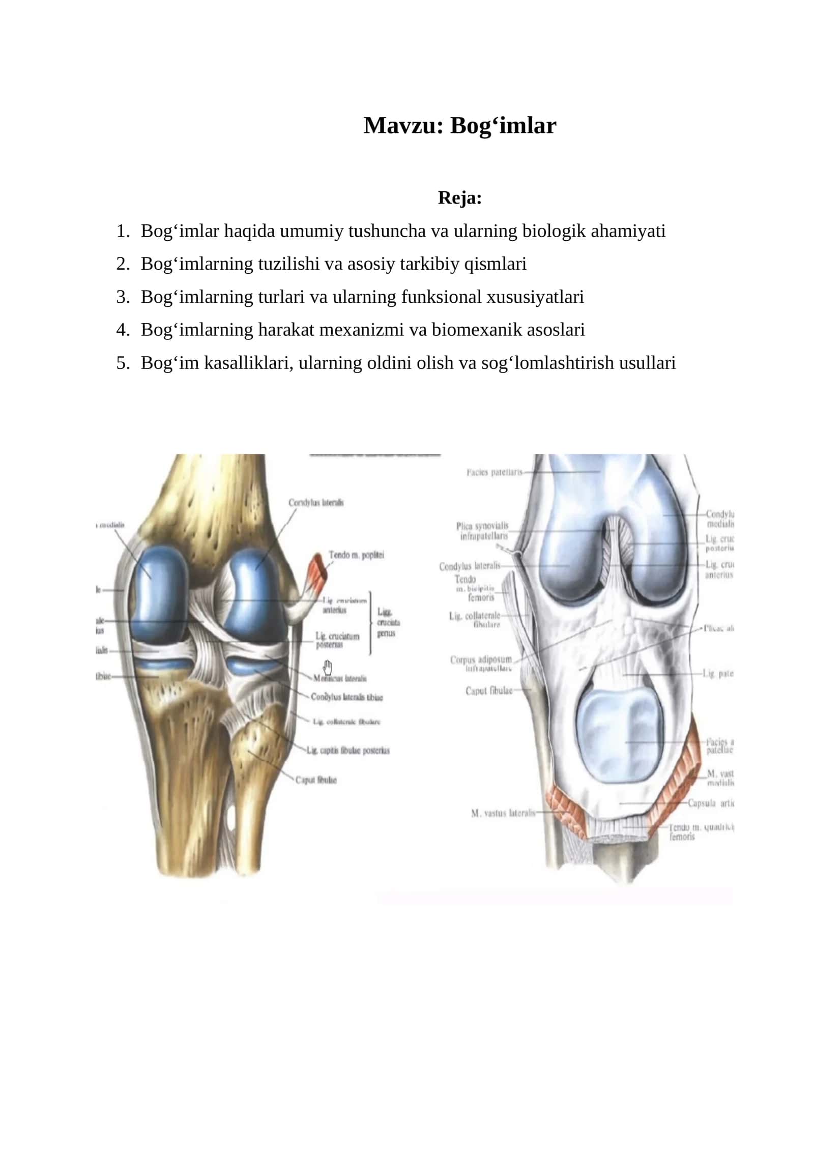 Bog‘imlar 1