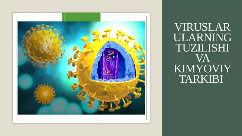 Viruslar ularning tuzilishi va kimyoviy tarkibi 1
