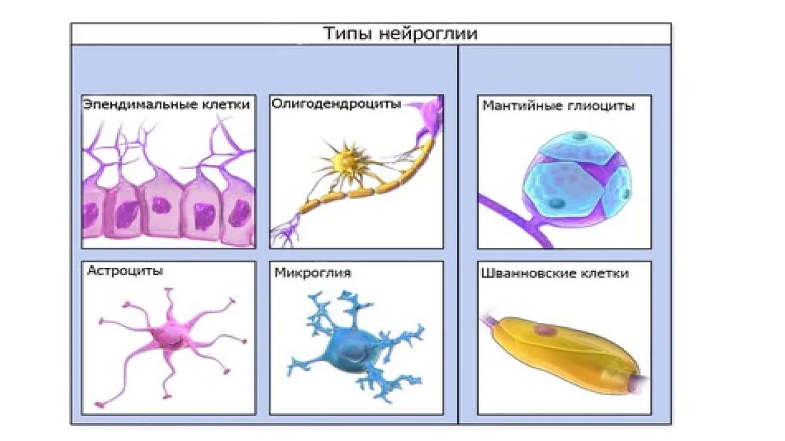 Иллюстрация четырёх типов глиальных клеток, находящихся в ЦНС 1