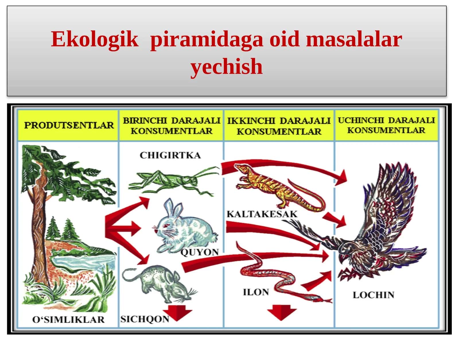 Ekologik piramidaga oid masalalar ye chish 1