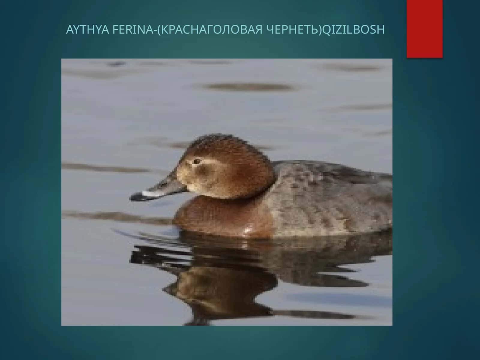 Aythyaferina-(краснаголоваячернеть)Qizilbosh 1