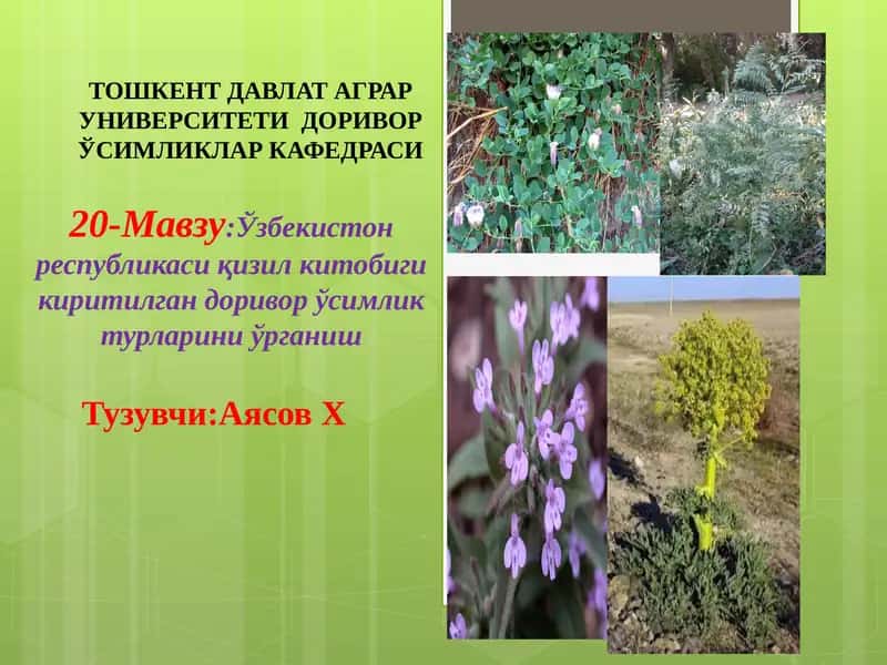 Ўзбекистон республикаси қизил китобиги киритилган доривор ўсимлик турларини ўрганиш 1