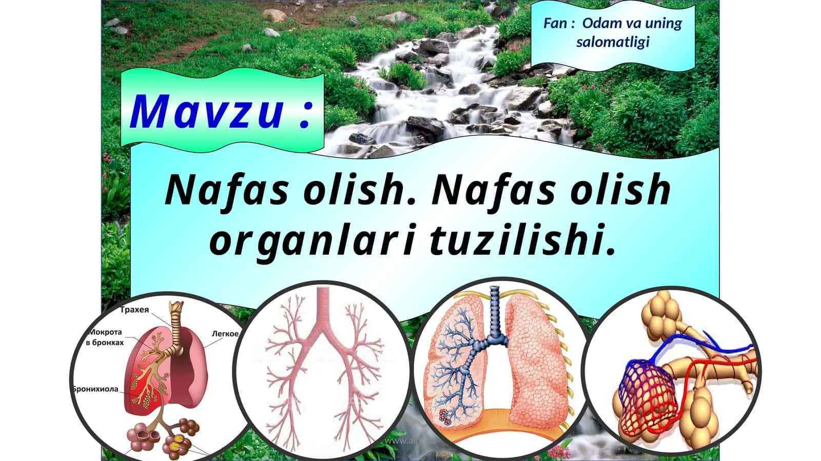 Nafas olish organlari tuzilishi 1