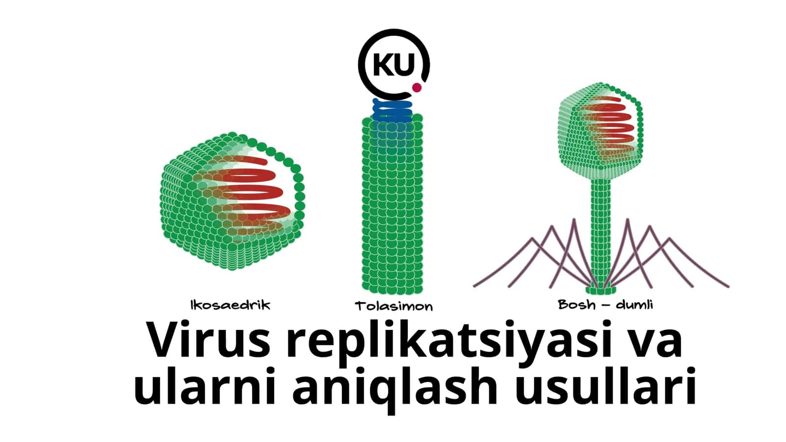 Virus replikatsiyasi va ularni aniqlash usullari 1