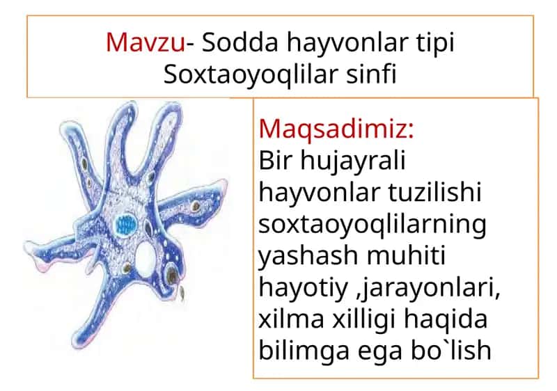 Sodda hayvonlar tipi Soxtaoyoqlilar sinfi 1
