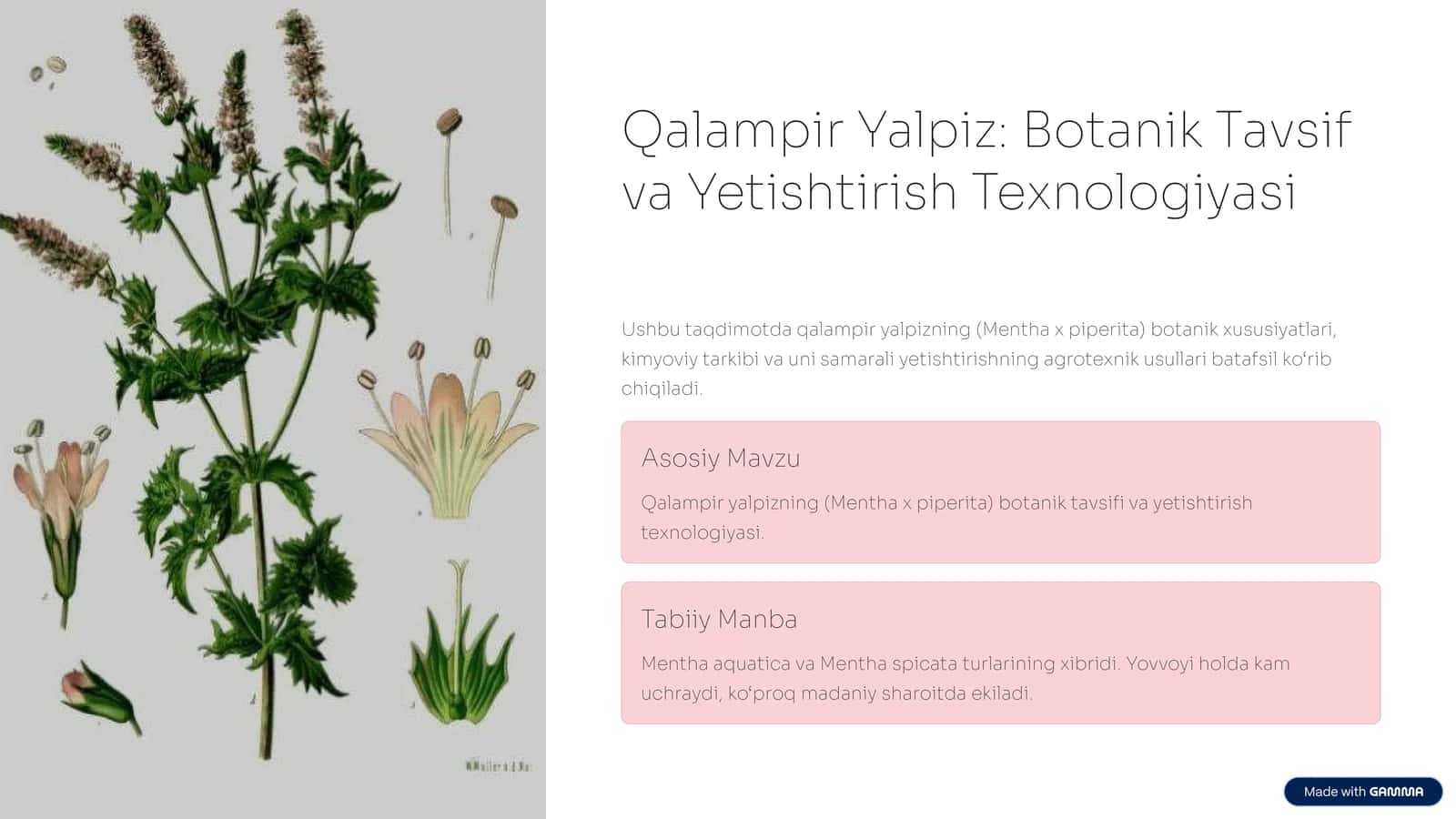 Qalampir Yalpiz: Botanik Tavsif va Yetishtirish Texnologiyasi 1