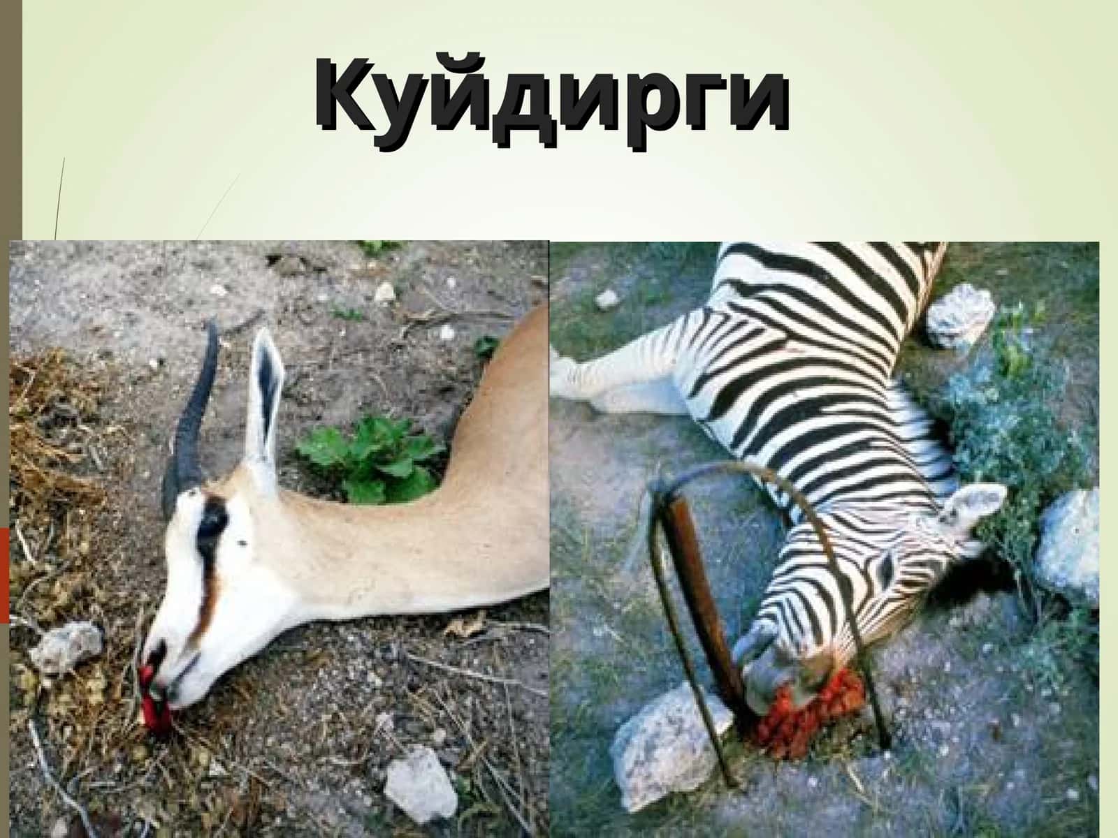 Куйдирги 1