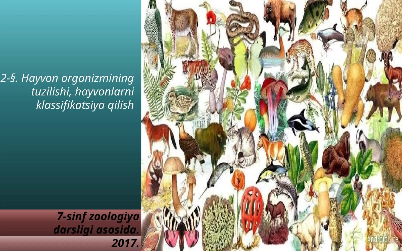 7-sinf Zoologiya 'Hayvon organizmining tuzilishi, hayvonlarni klassifikatsiya qilish' ko'rgazma 1