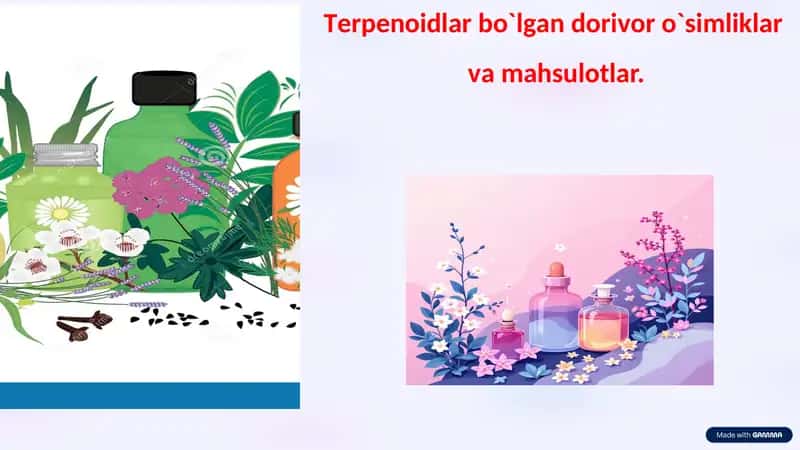Terpenoidlar saqlovchi dorivor o'simliklar 1
