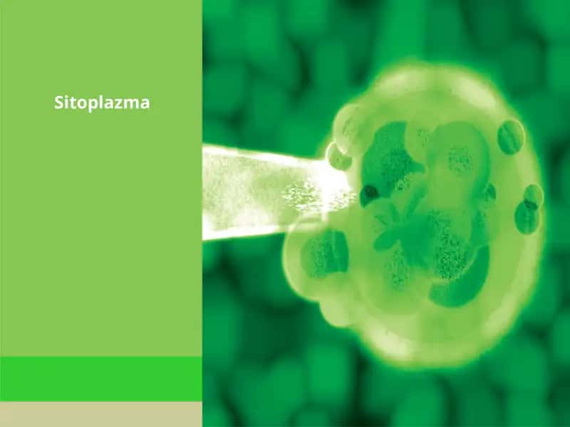 Sitoplazma 1