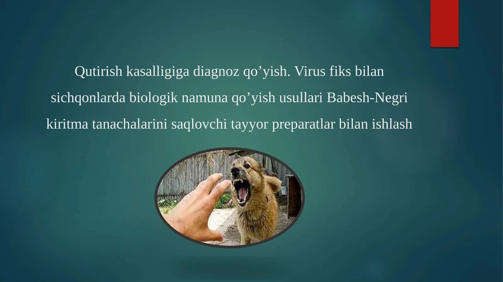 Qutirish kasalligiga diagnoz qo’yish. Virus fiks bilan sichqonlarda biologik namuna qo’yish usullari 1